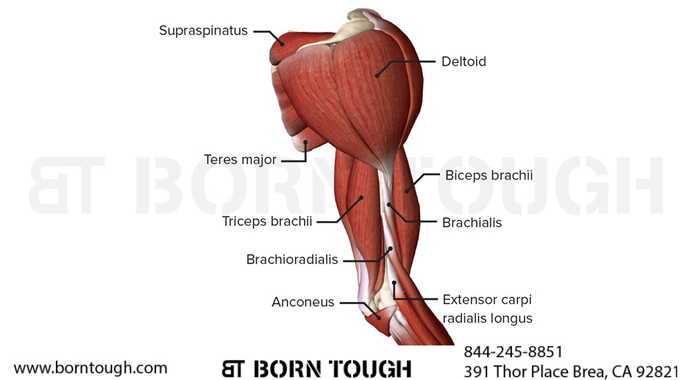 Biceps brachii