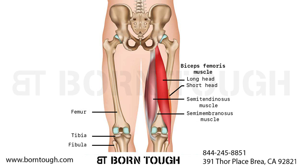 Biceps femoris