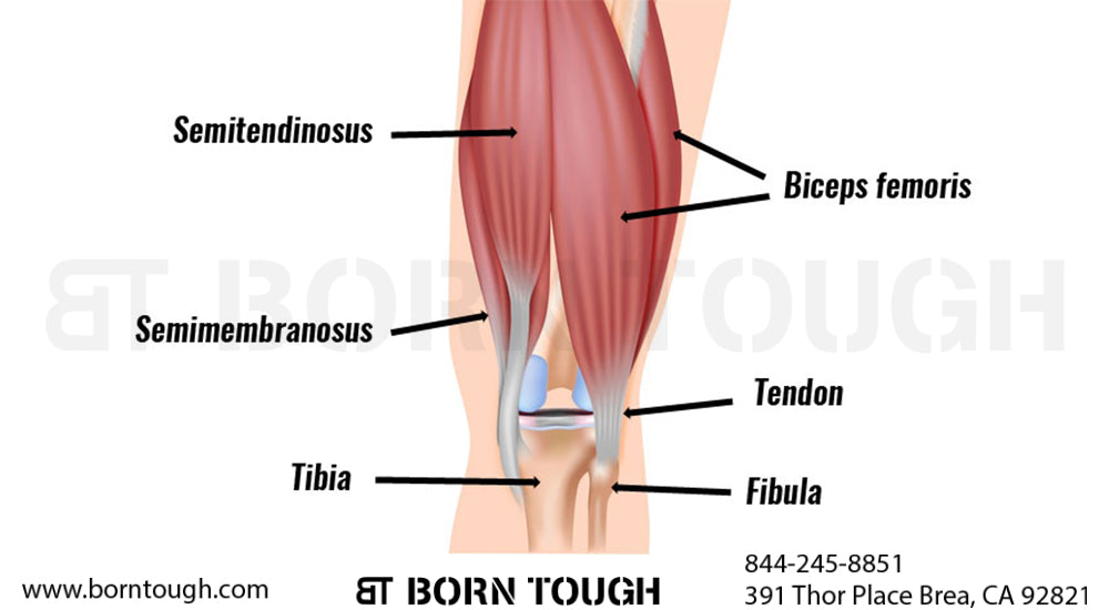 Biceps femoris