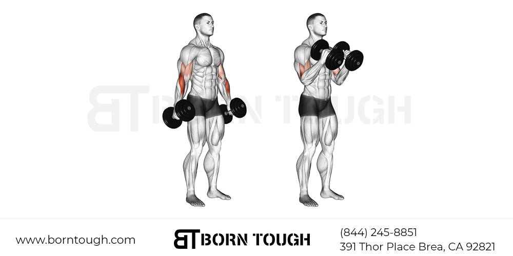 Hantel Hammer Curls