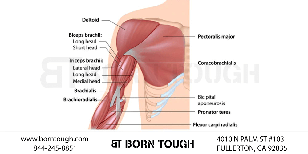 Biceps struktur