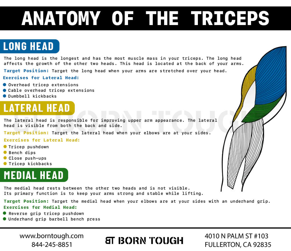 Triceps muskelanatomi och tricepsövningar för varje huvud
